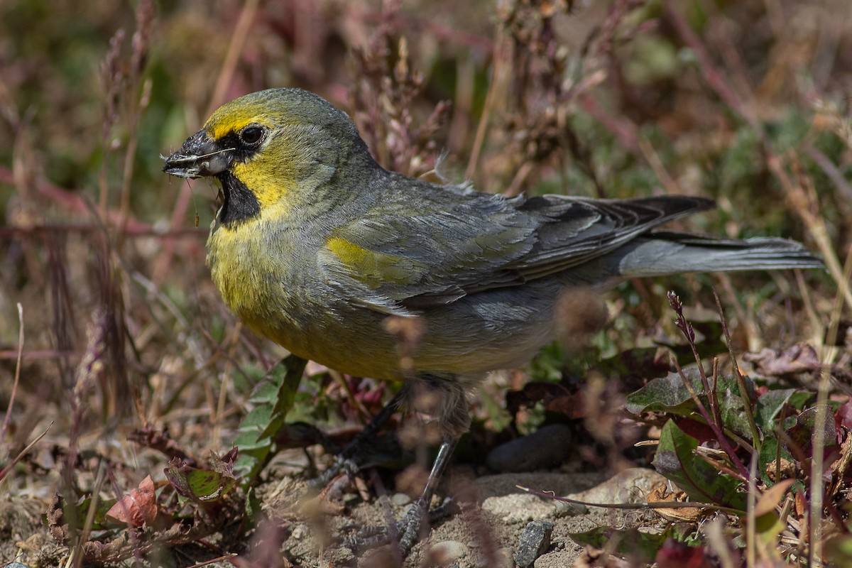 Yellow-bridled Finch (White-tailed) - ML613817201
