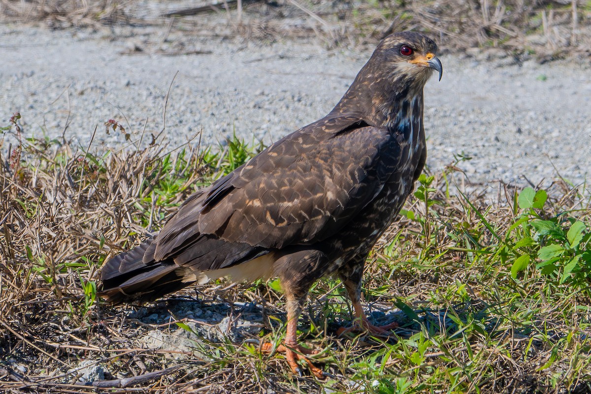 EBird Checklist 21 Jan 2024 PBC NW 29 Species   1200