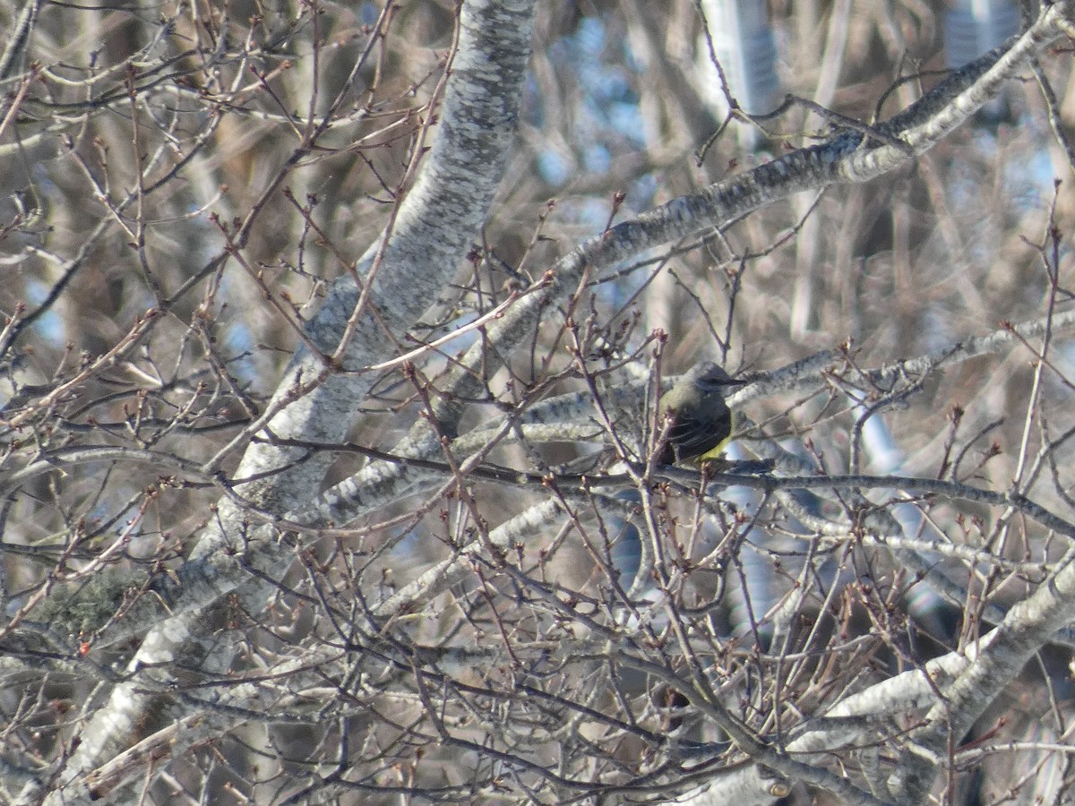 eBird Checklist 21 Jan 2024 Cape Cod National SeashoreSalt Pond