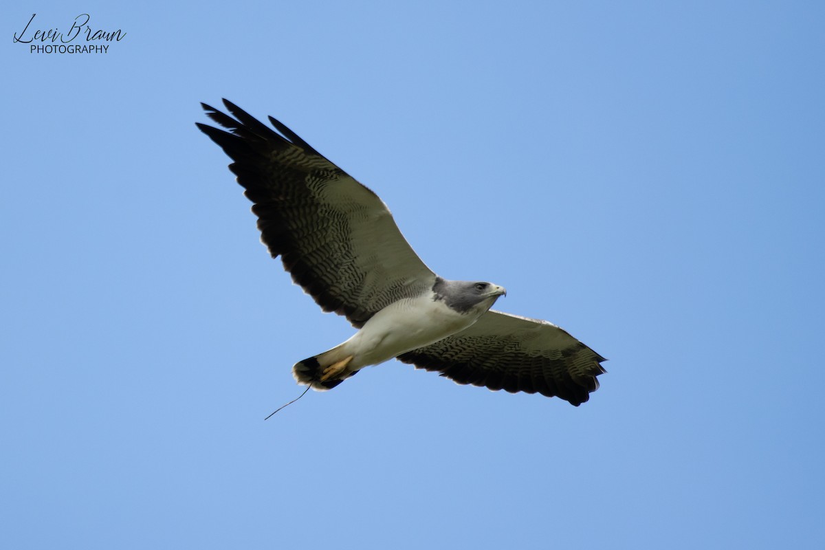 White-tailed Hawk - Levi Braun
