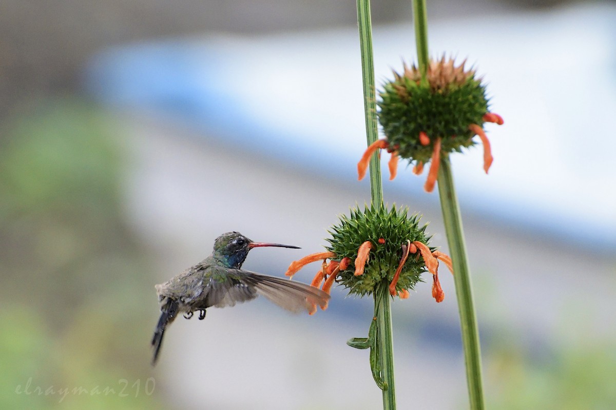 Broad-billed Hummingbird - ML61381781