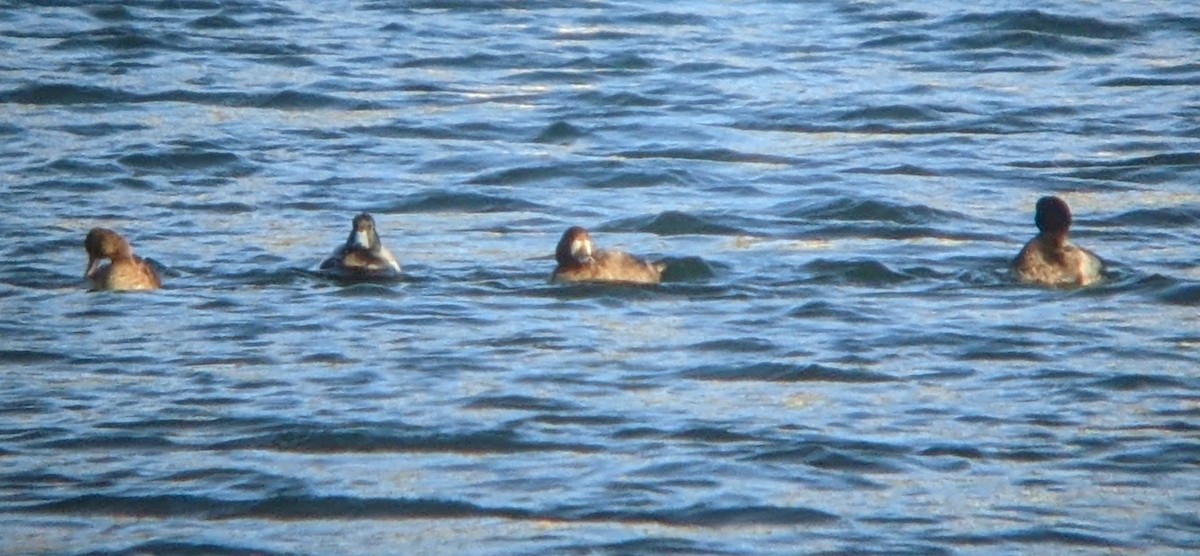 Greater Scaup - ML613817947
