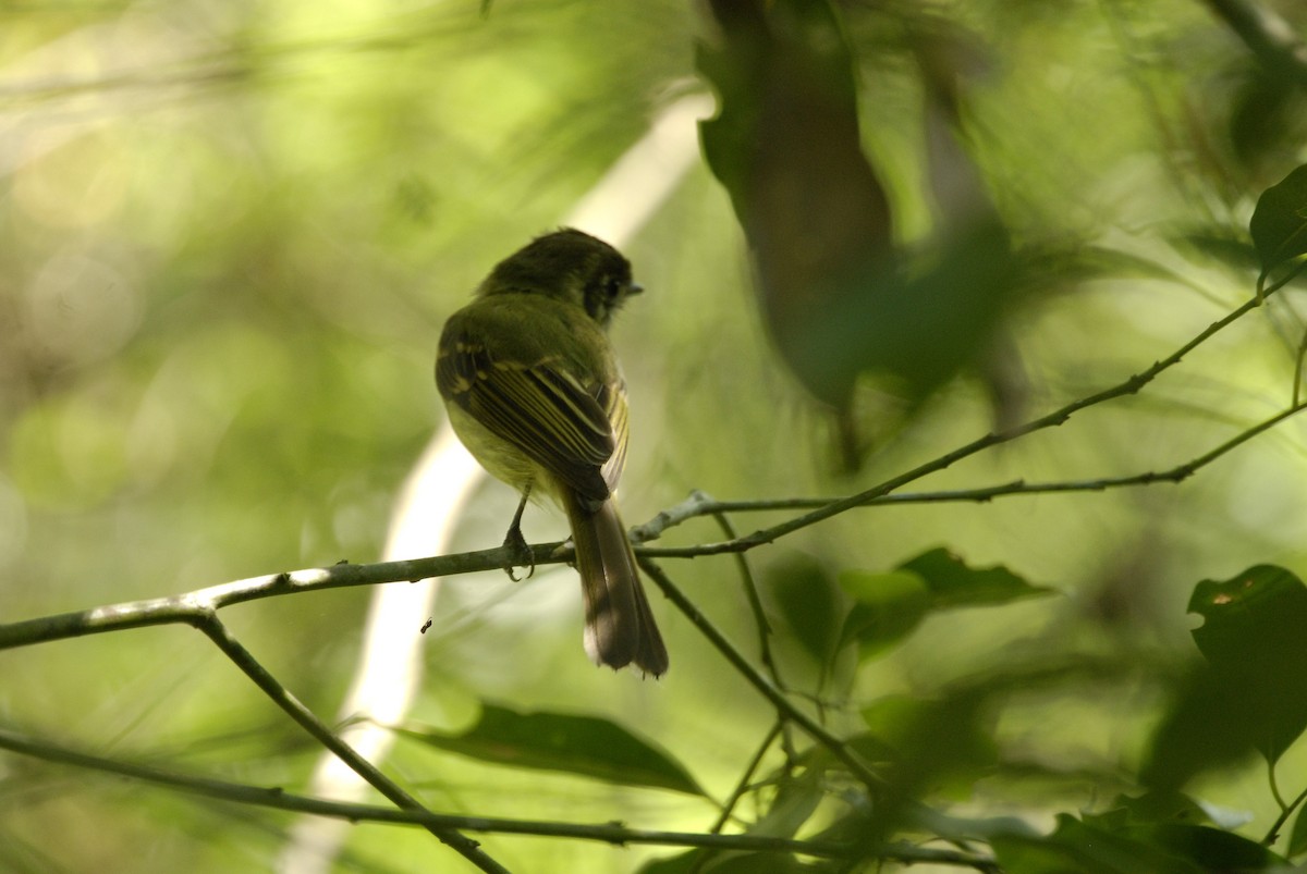 Sepia-capped Flycatcher - ML613818100
