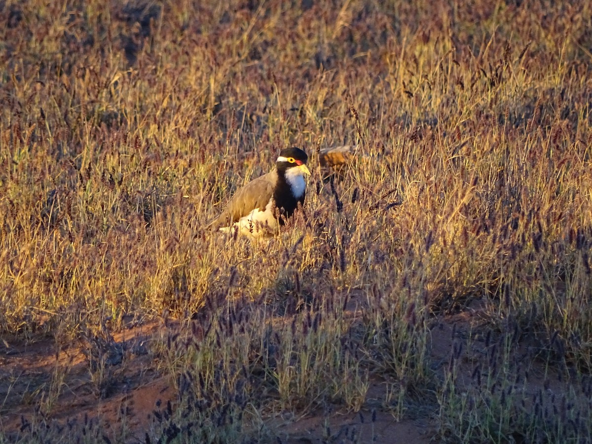 Banded Lapwing - ML613818162