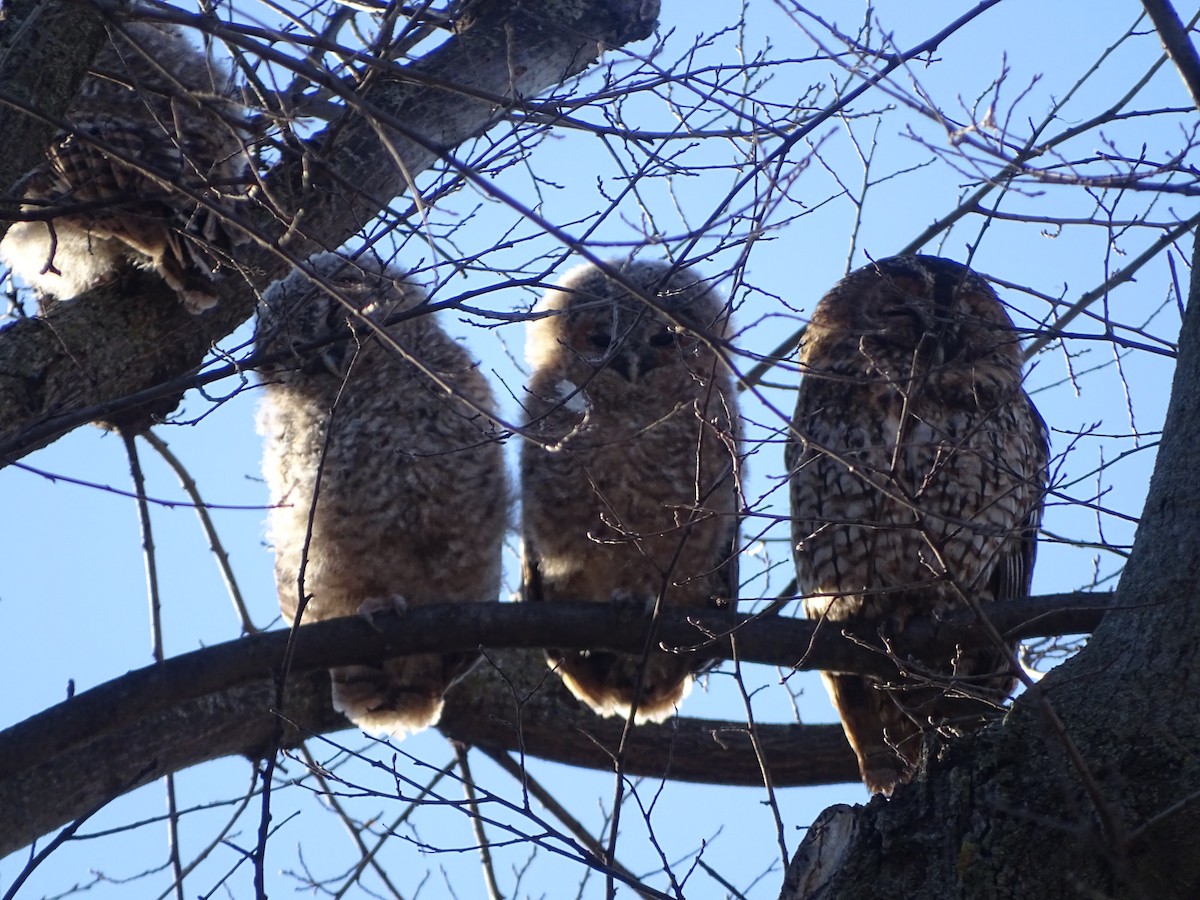 Tawny Owl - ML613818164