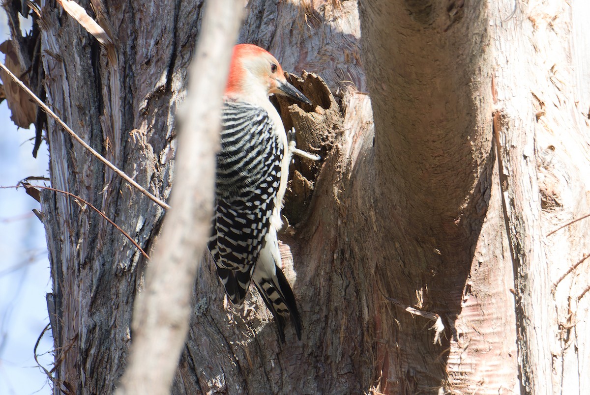 Red-bellied Woodpecker - ML613818297
