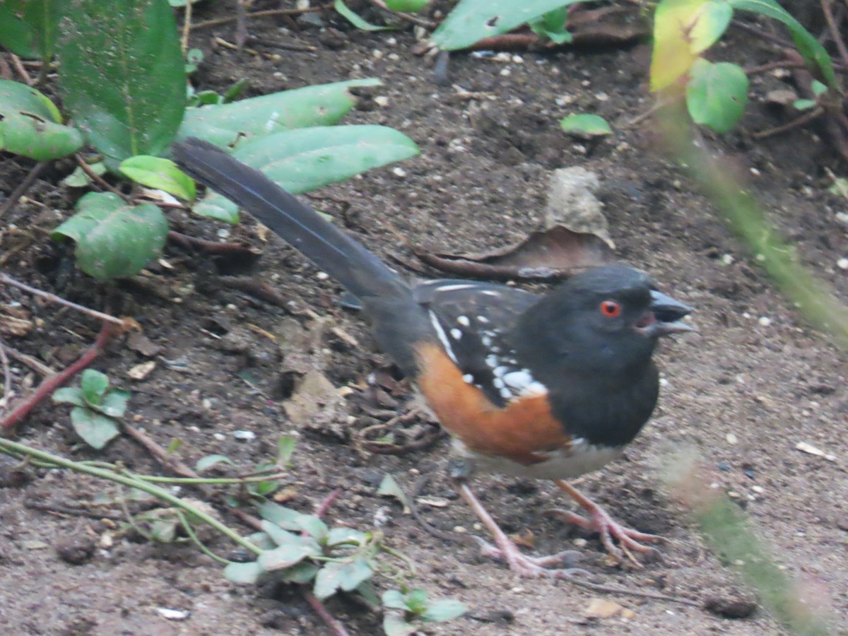Spotted Towhee - ML613818351