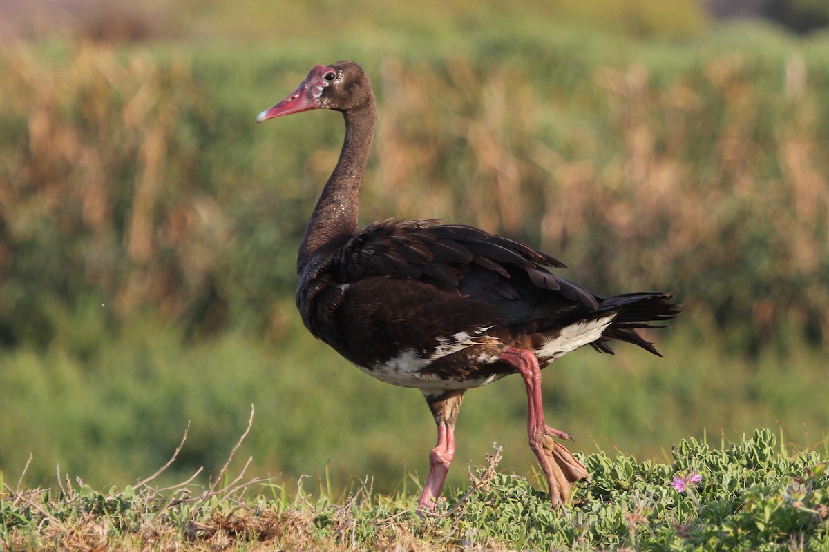 Spur-winged Goose (Southern) - ML613818419