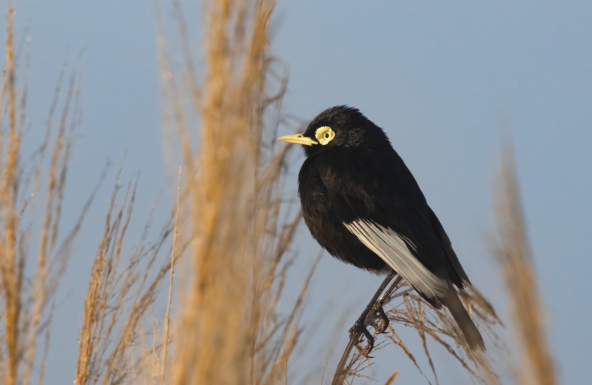Spectacled Tyrant - ML613818730