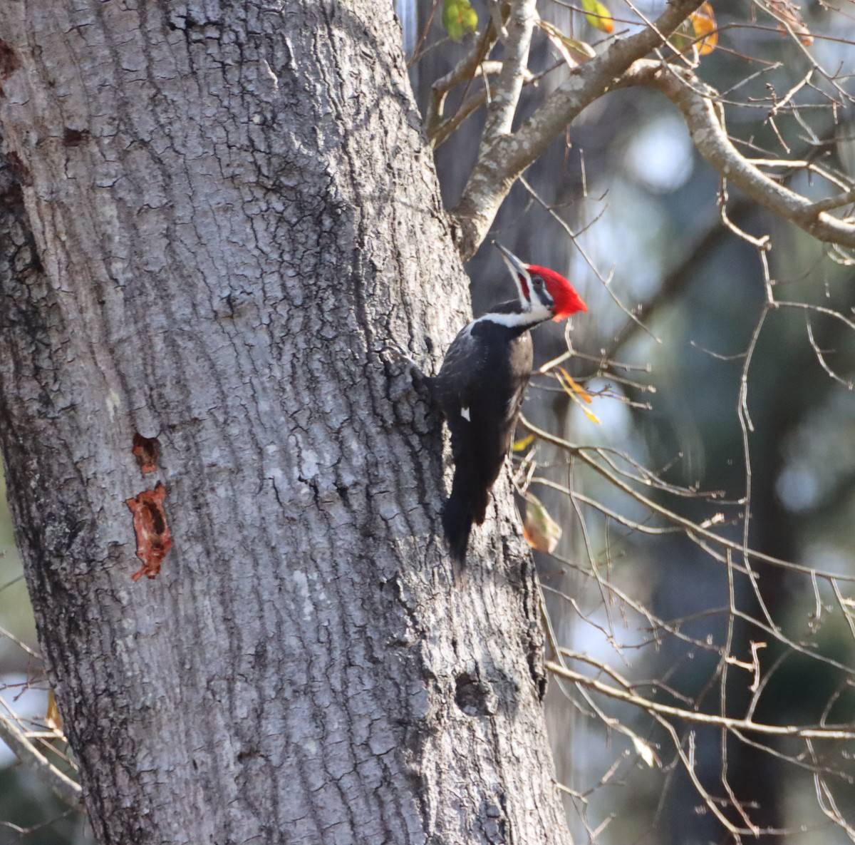 Pileated Woodpecker - ML613818949