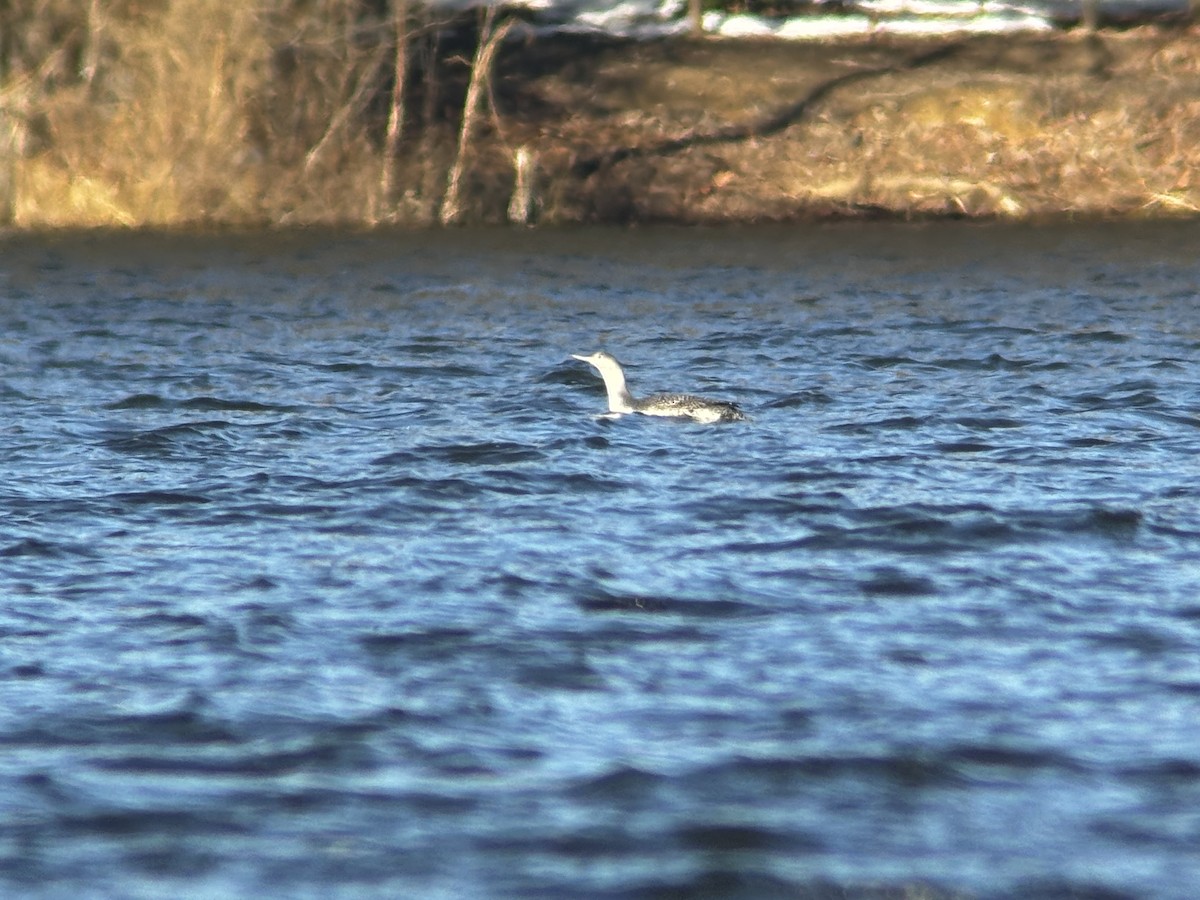 Red-throated Loon - ML613819000