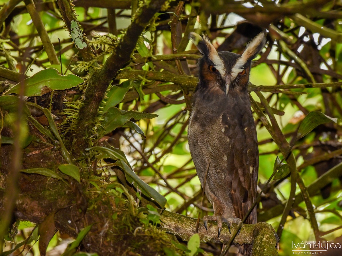 Crested Owl - ML613819056