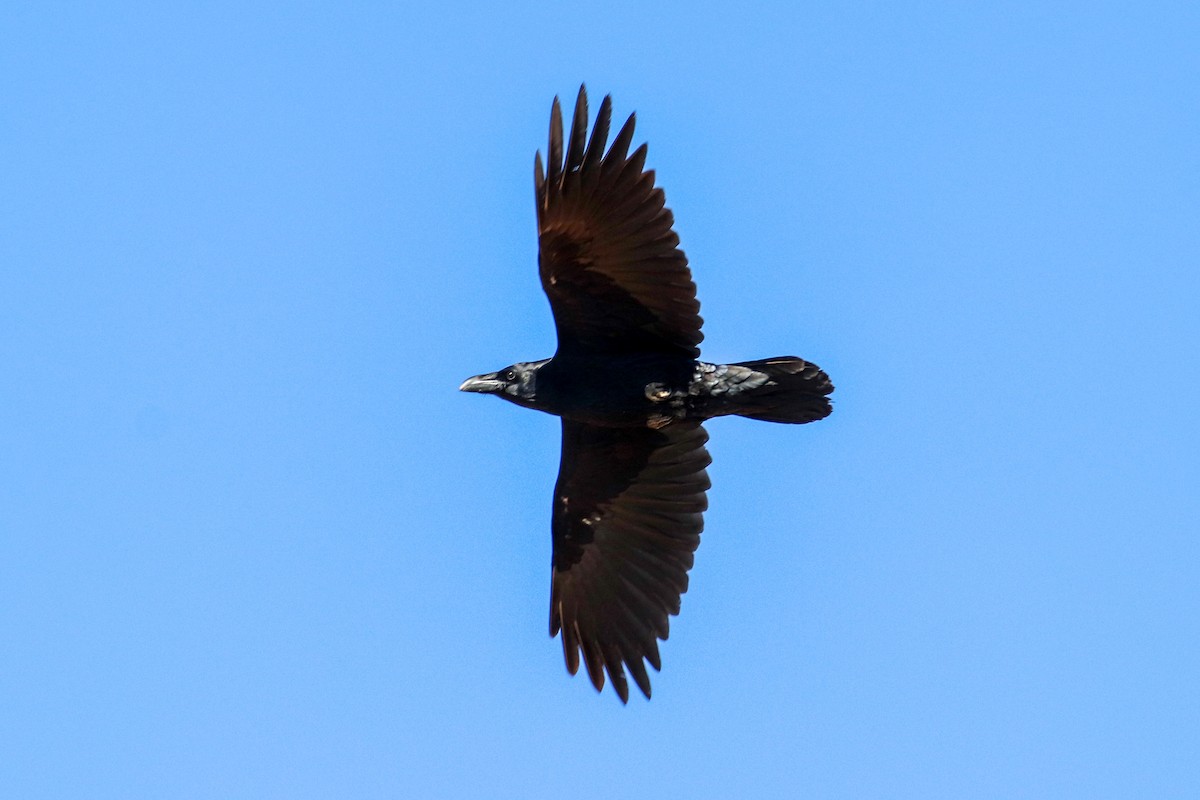 Common Raven - ML613819102