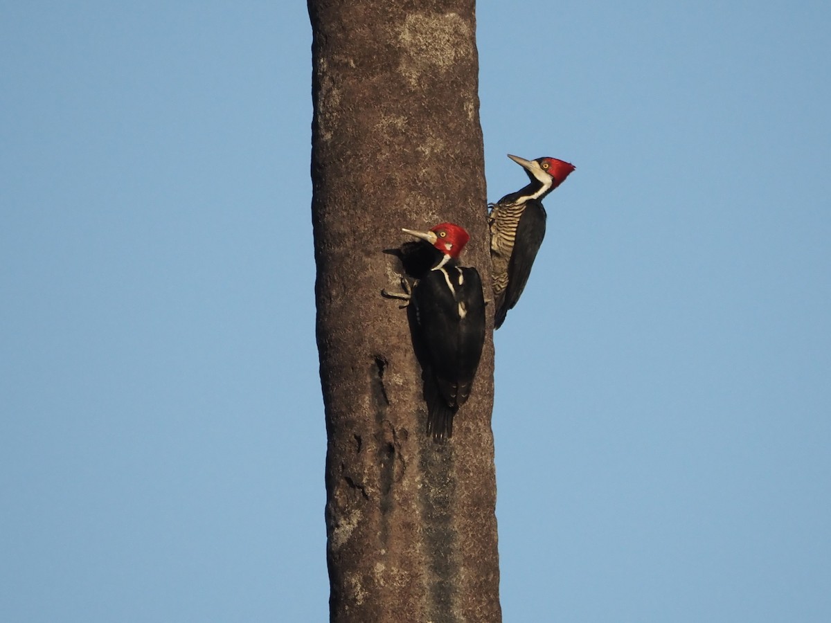 Crimson-crested Woodpecker - Paul Huibers