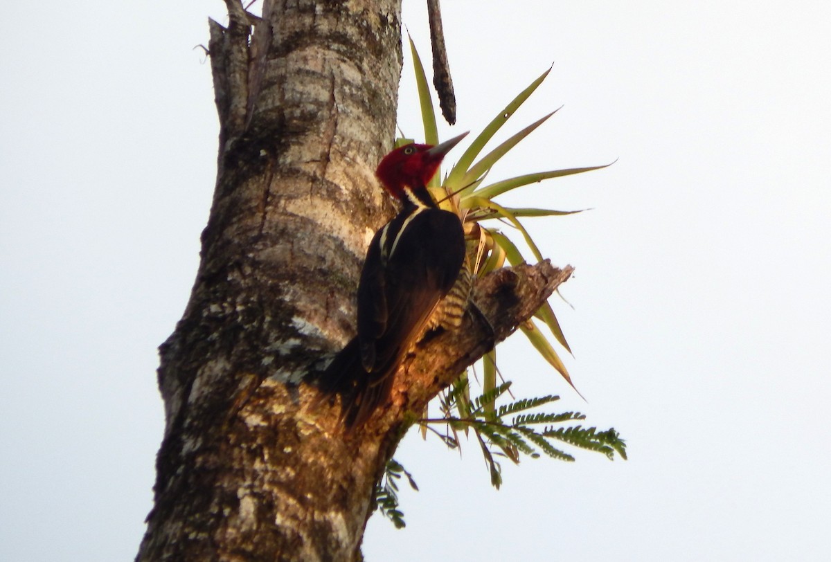 Pale-billed Woodpecker - ML613819340