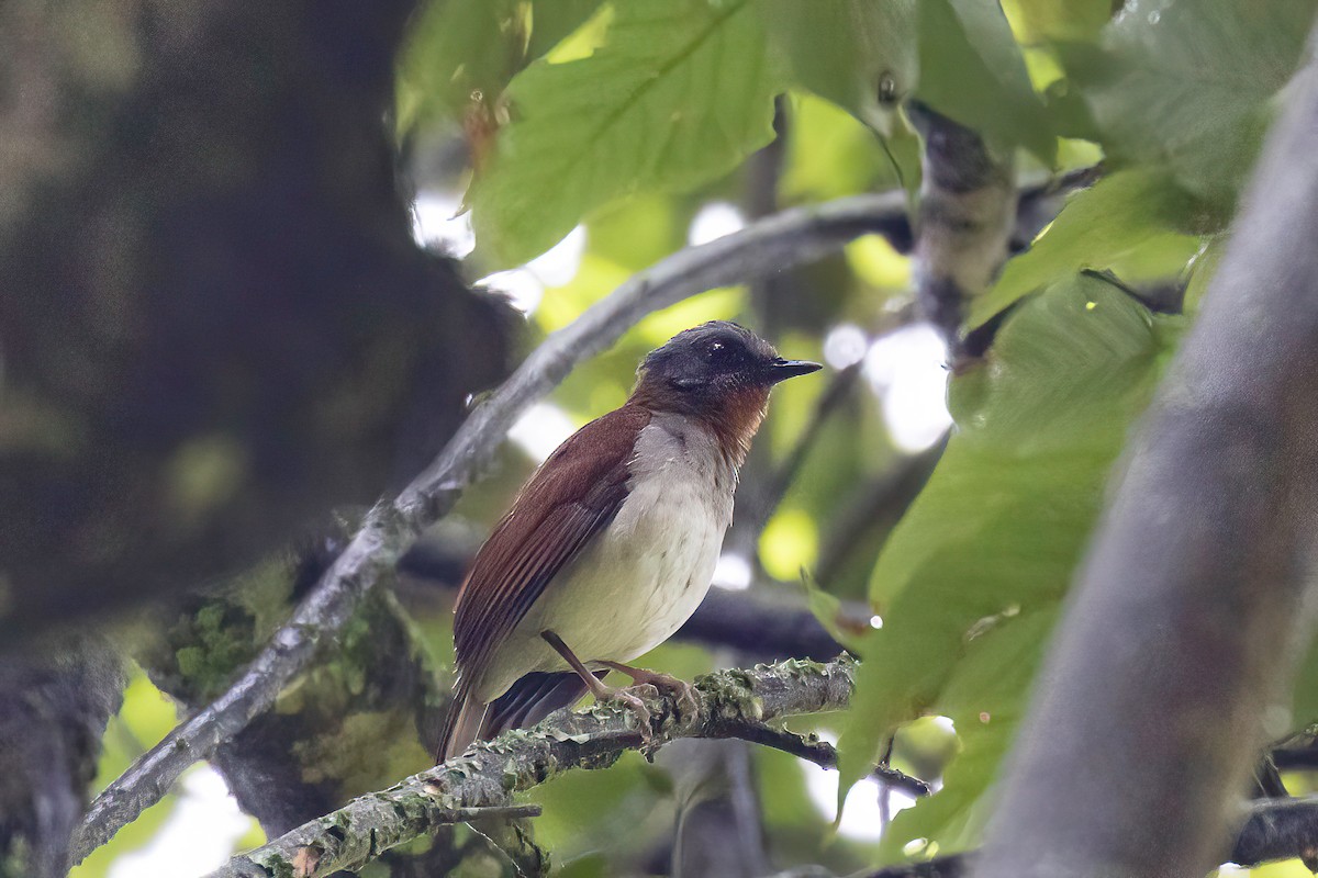 Red-throated Alethe - ML613819614