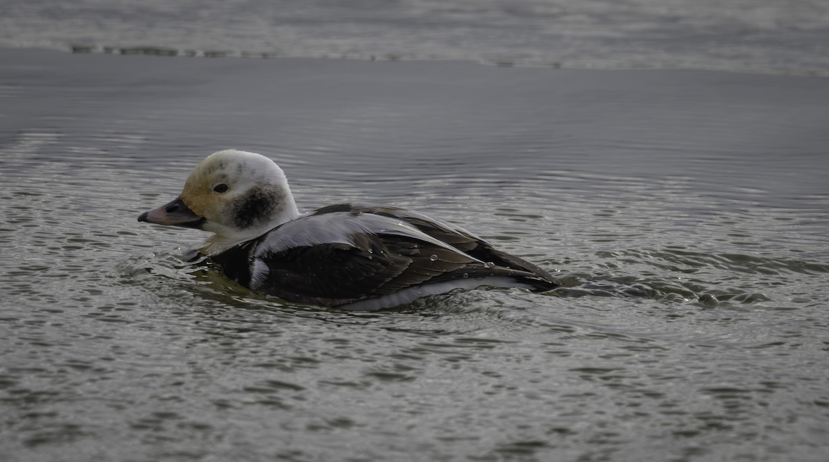 Long-tailed Duck - ML613819893