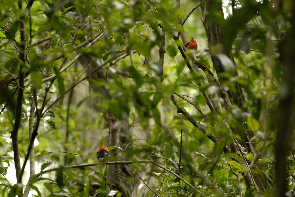Band-tailed Manakin - ML613820030