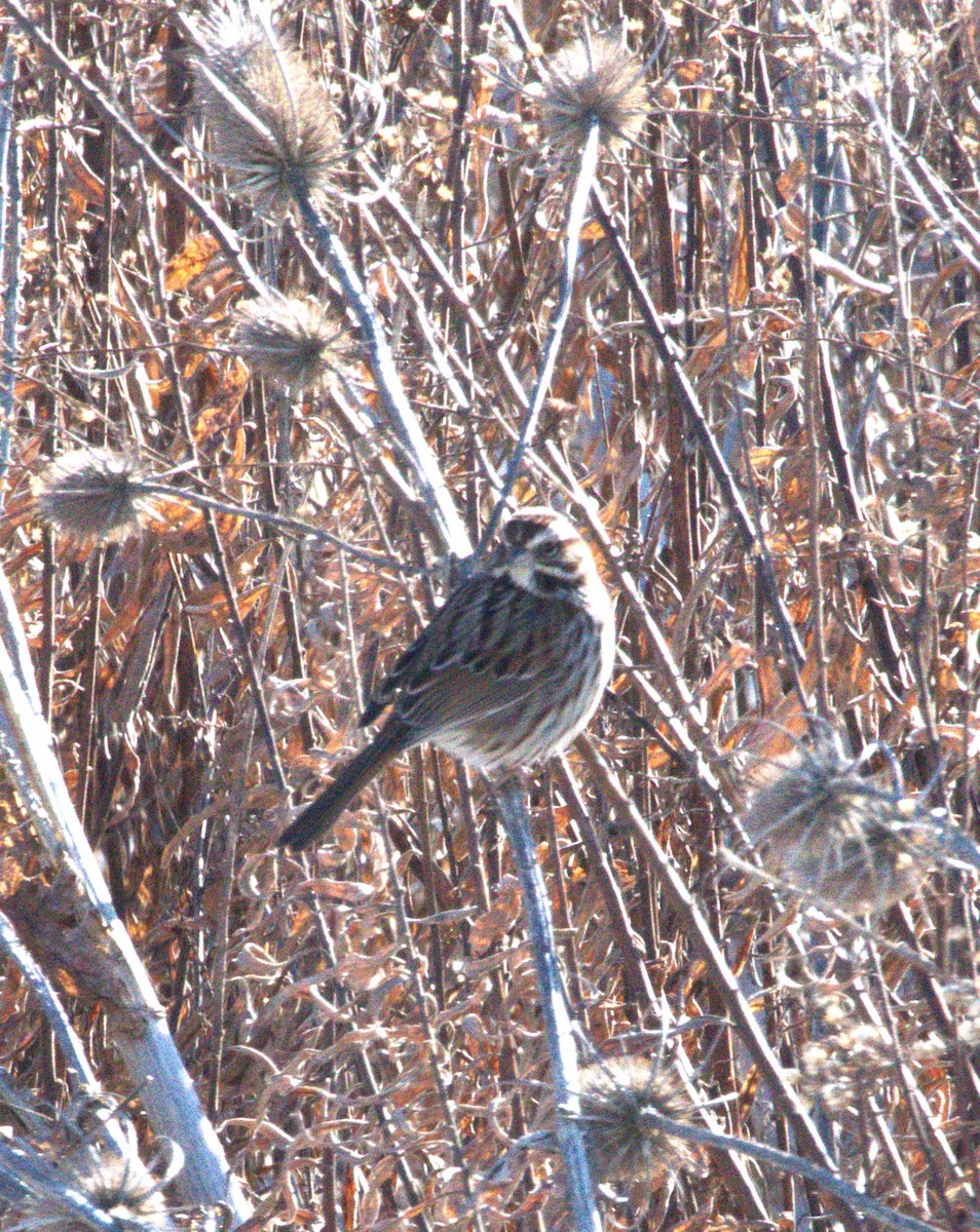 Savannah Sparrow - ML613820121