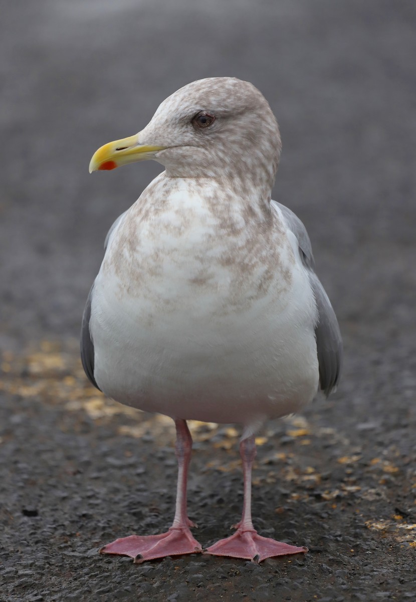 Iceland Gull (Thayer's) - ML613820484