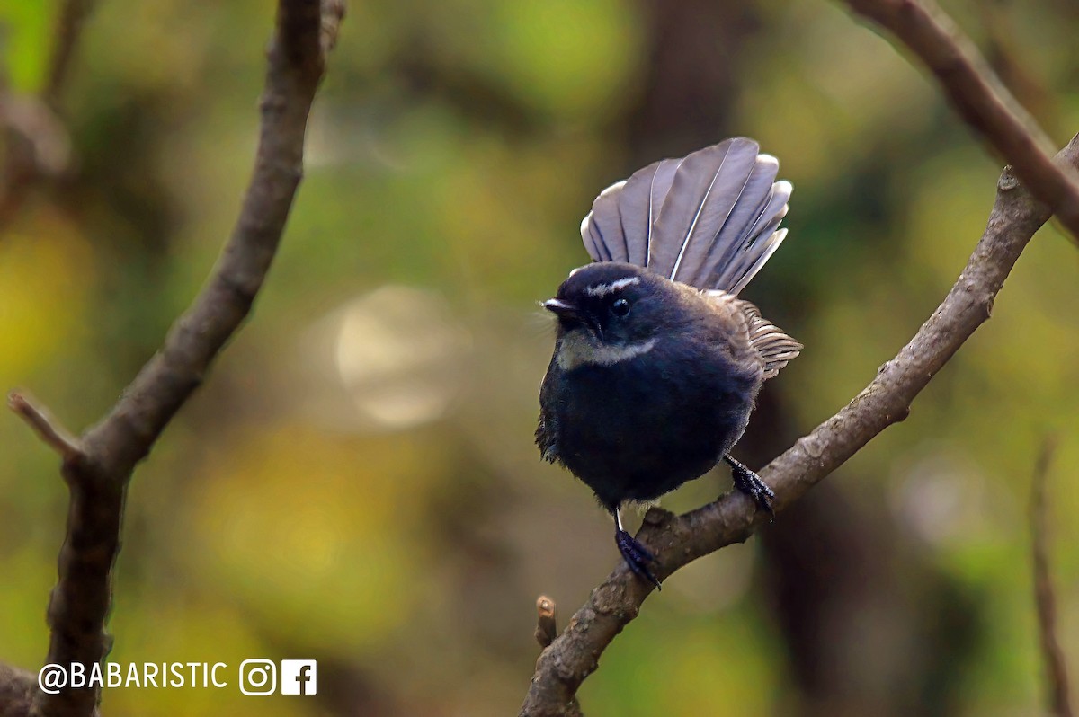 White-throated Fantail - ML613820555