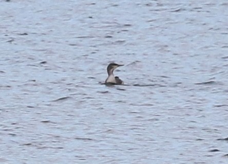 Red-throated Loon - ML613820716