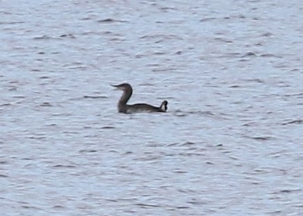 Red-throated Loon - ML613820718