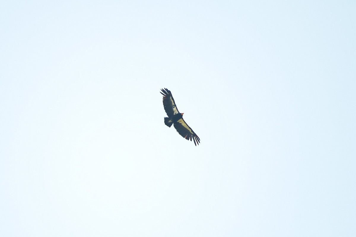 California Condor - Scott Logan