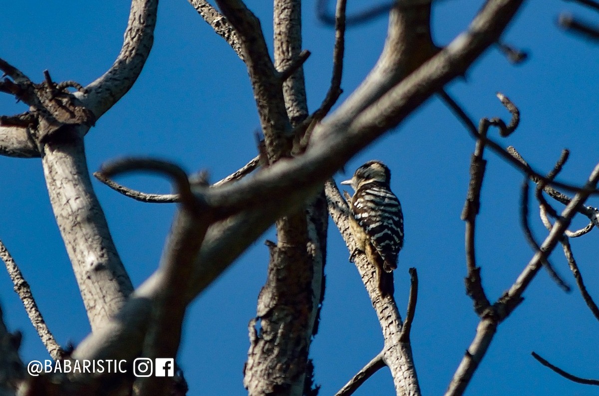 Gray-capped Pygmy Woodpecker - ML613820812