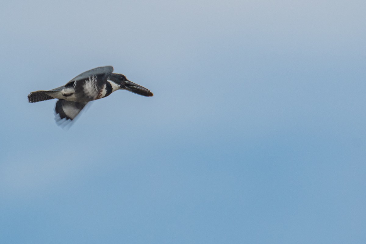 Belted Kingfisher - ML613820926