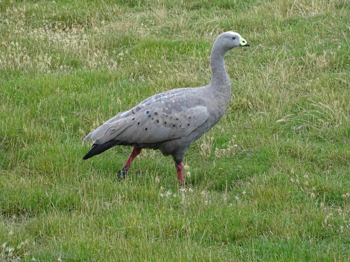 Cape Barren Goose - ML613821021