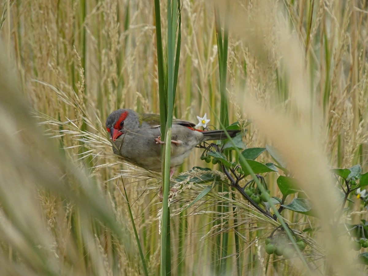 Red-browed Firetail - ML613821055