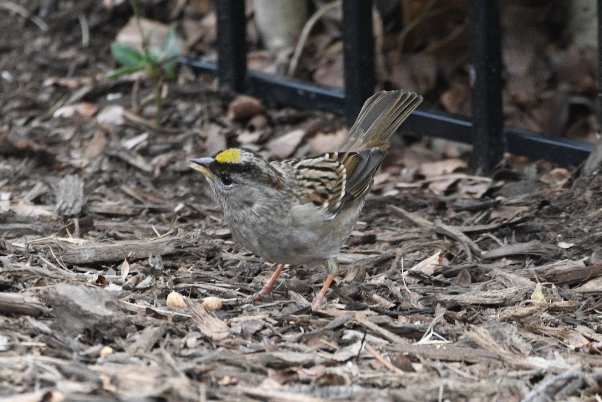 Golden-crowned Sparrow - ML613821411