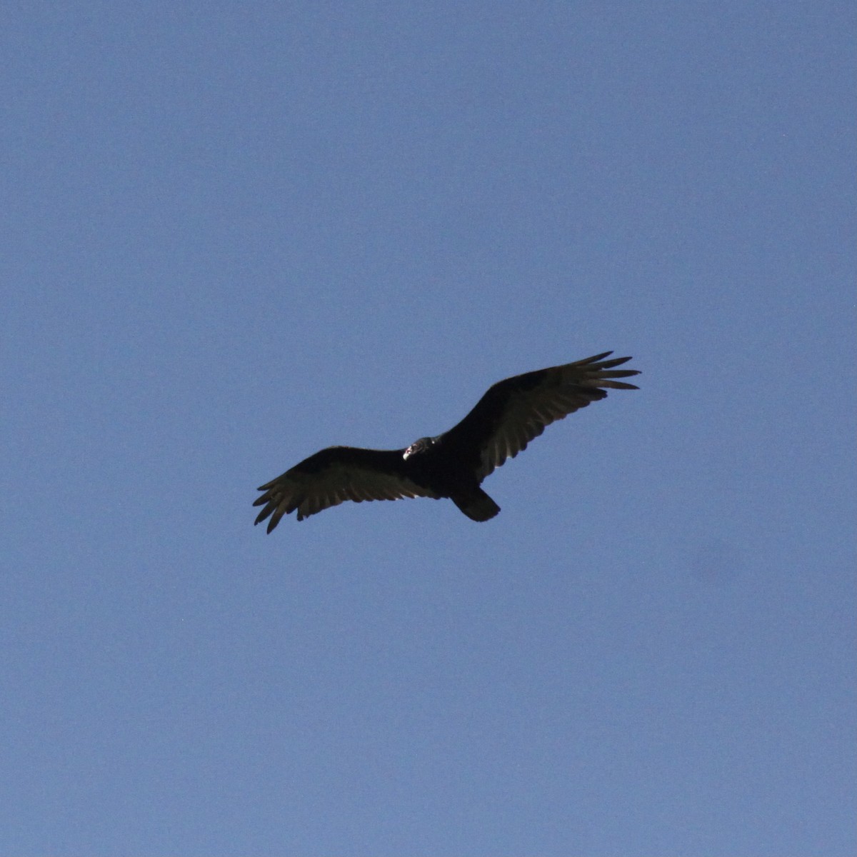 Turkey Vulture - ML613821418