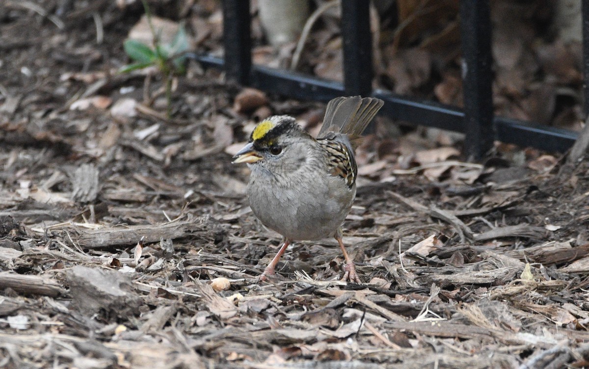 Golden-crowned Sparrow - ML613821520