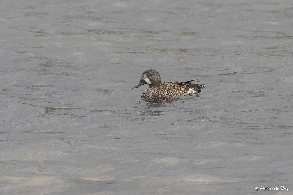 Blue-winged Teal - ML613821598