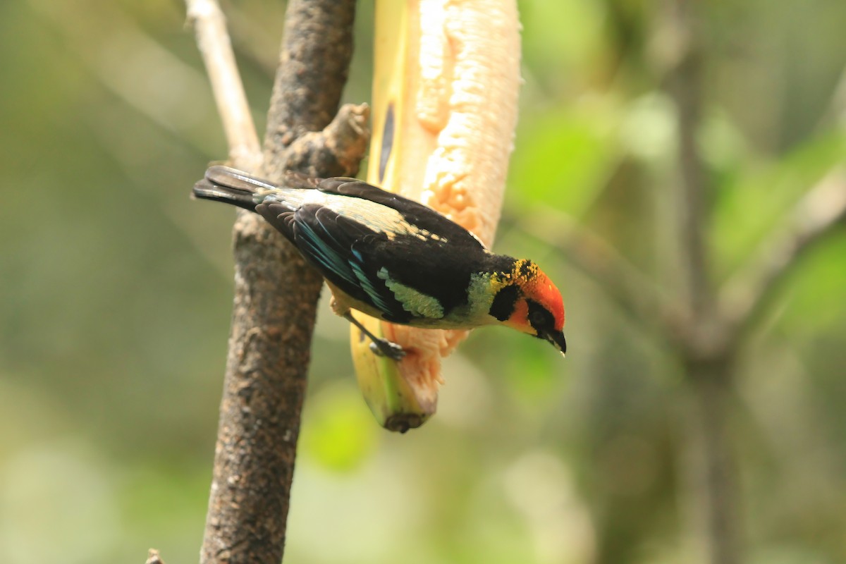 Flame-faced Tanager - ML613821728