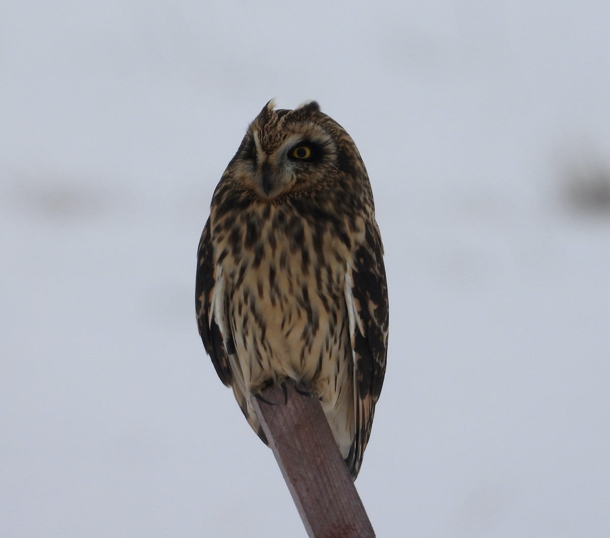 Short-eared Owl - ML613821867
