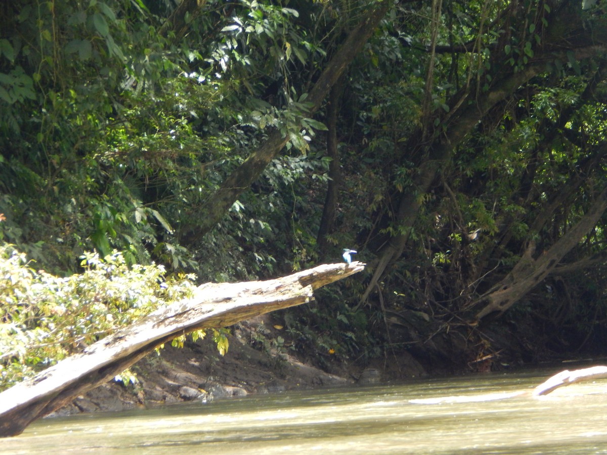 Амазонский зимородок - ML613822168