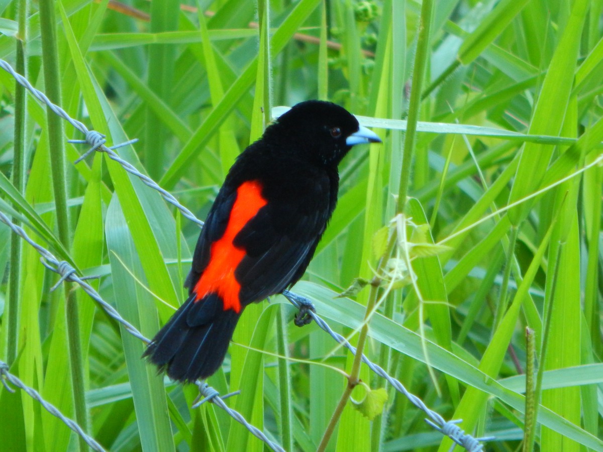 Scarlet-rumped Tanager - ML613822277