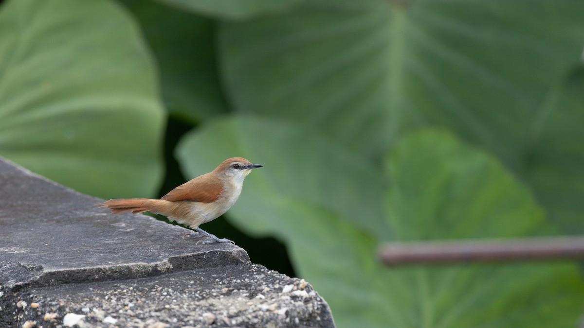Yellow-chinned Spinetail - ML613822445