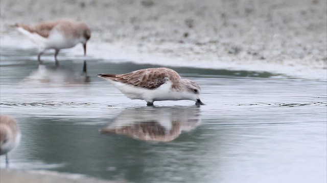  - Spoon-billed Sandpiper