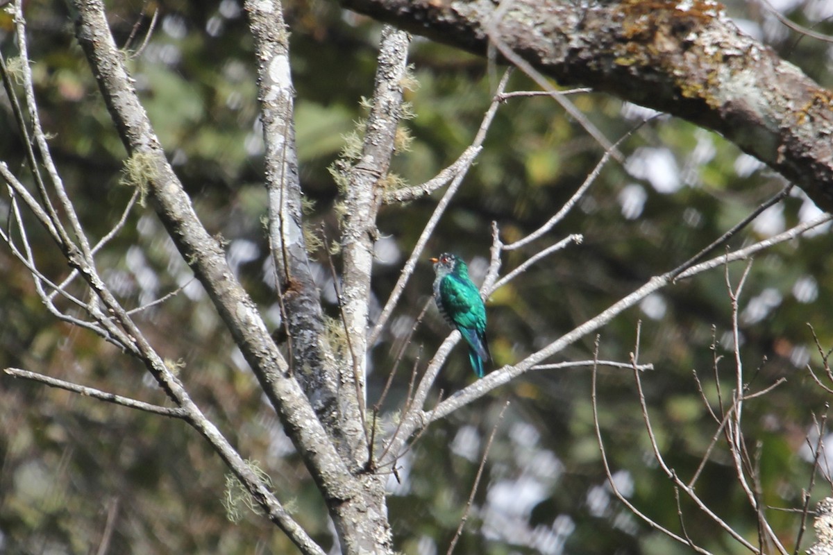 Asian Emerald Cuckoo - John Bjorkman