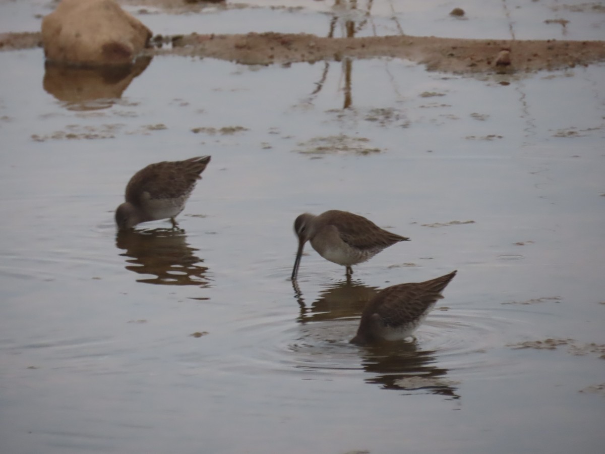 Long-billed Dowitcher - ML613822771