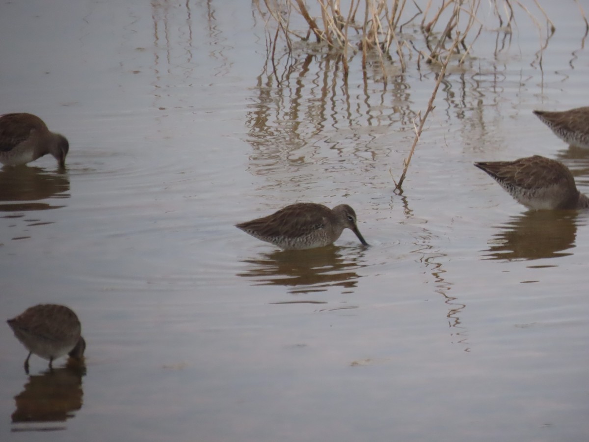 Long-billed Dowitcher - ML613822774