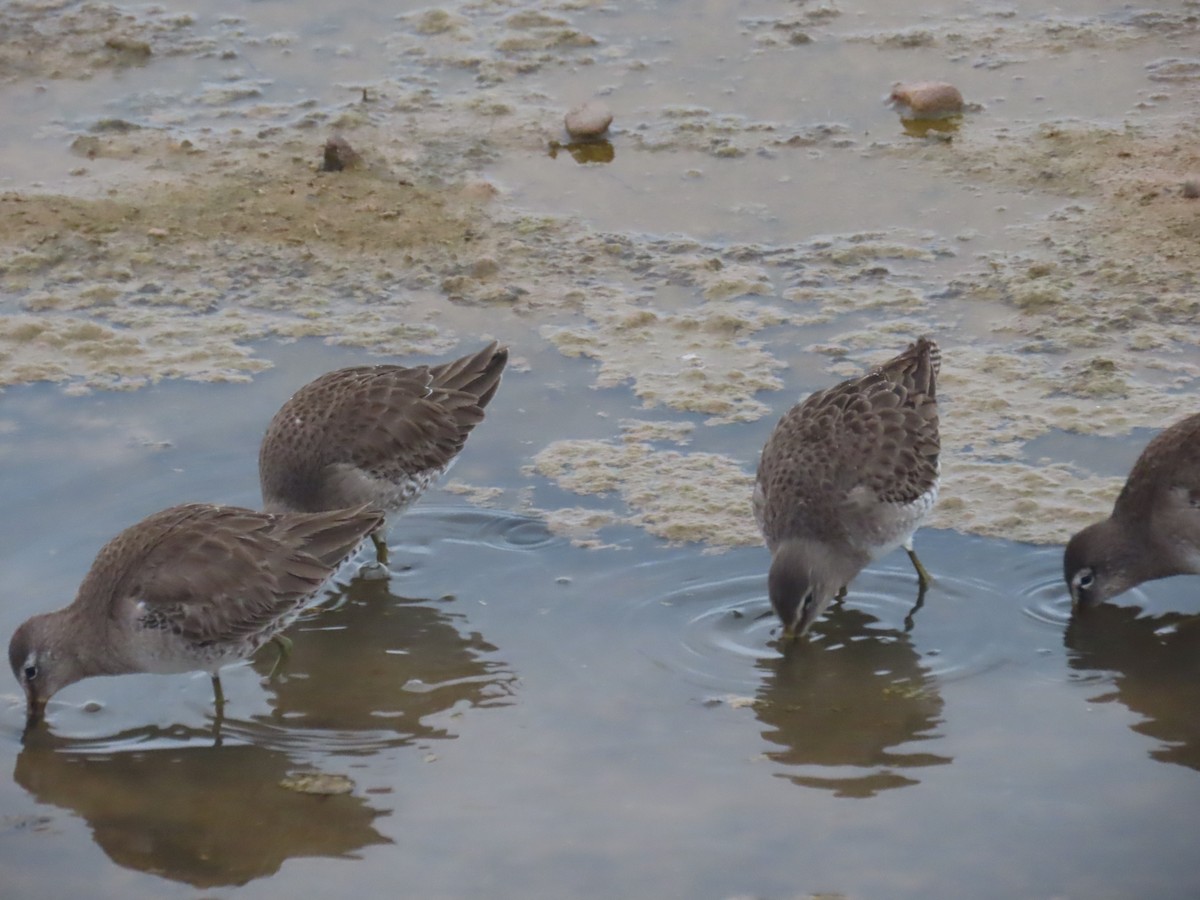 Long-billed Dowitcher - ML613822777