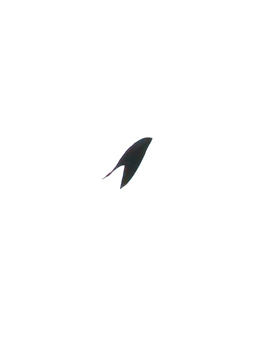 Barn Swallow - ML613823038