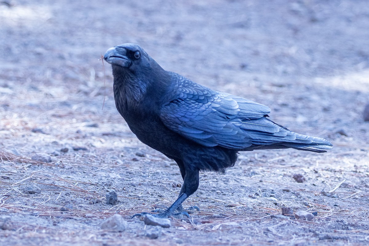 Common Raven - ML613823217