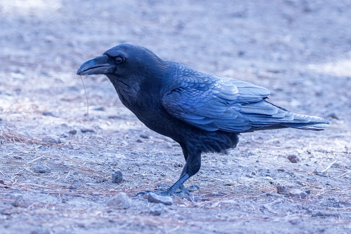 Common Raven - ML613823218