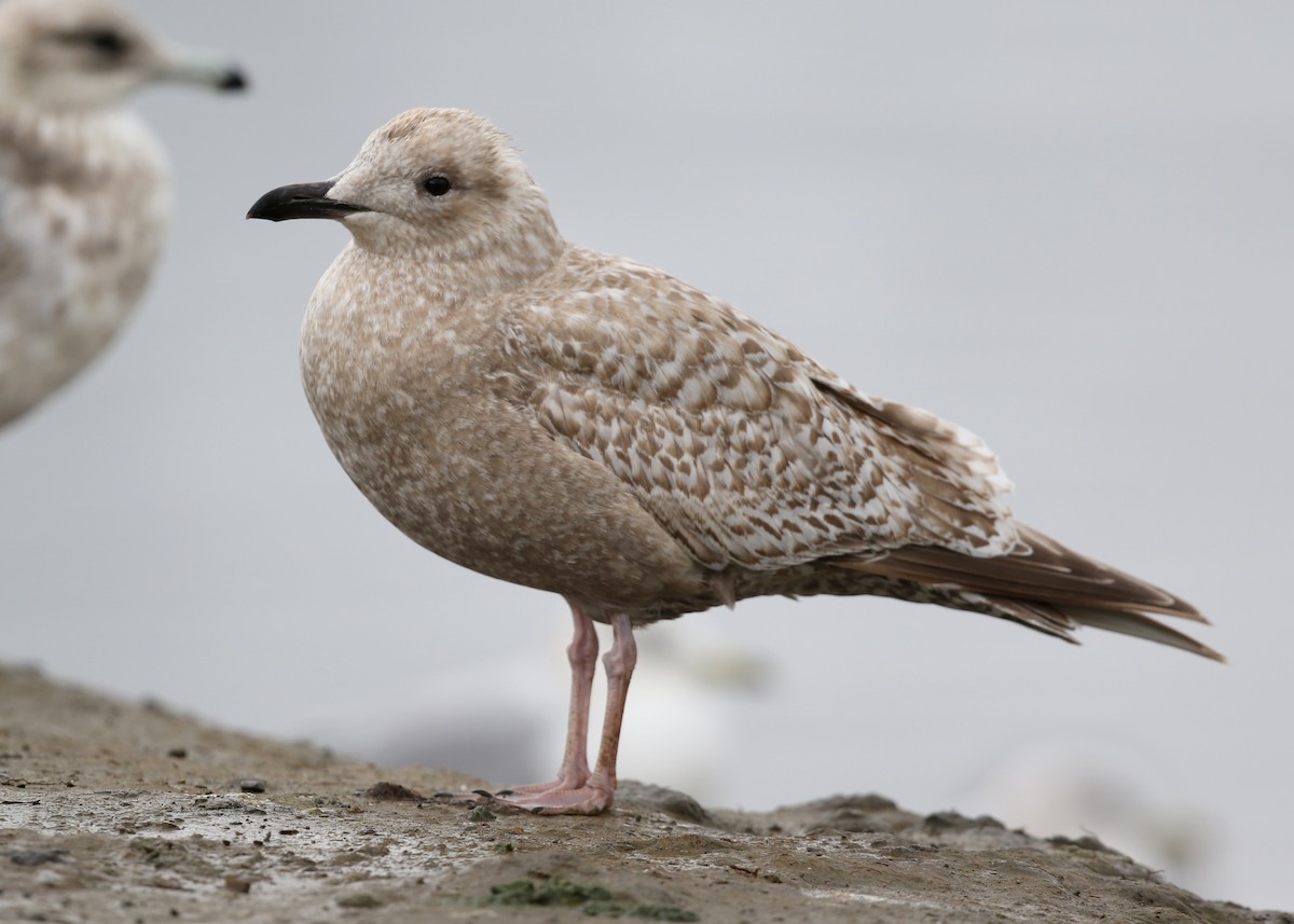 Iceland Gull (Thayer's) - Steve Rottenborn